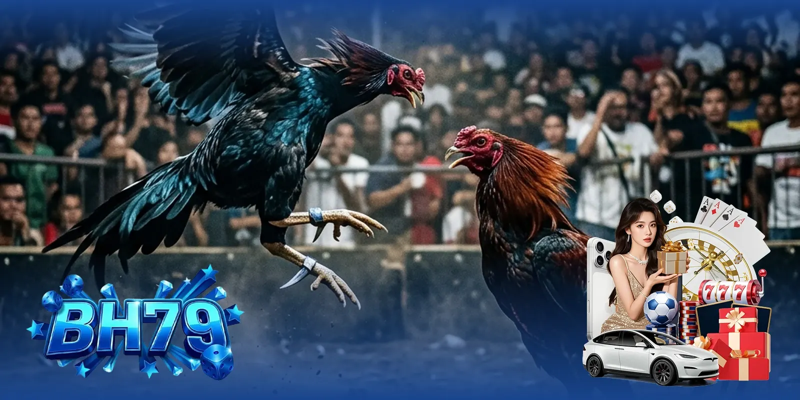 Gà Phi đối đầu gà Cam tại bồ Thomo — kèo 95/95